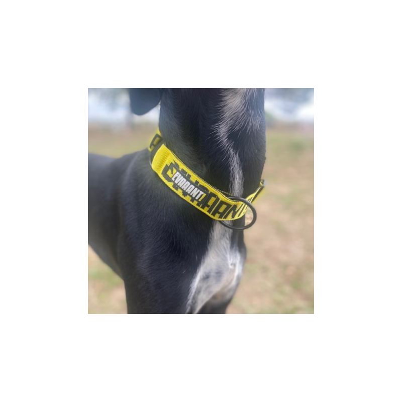 Racing Collar Devaaant