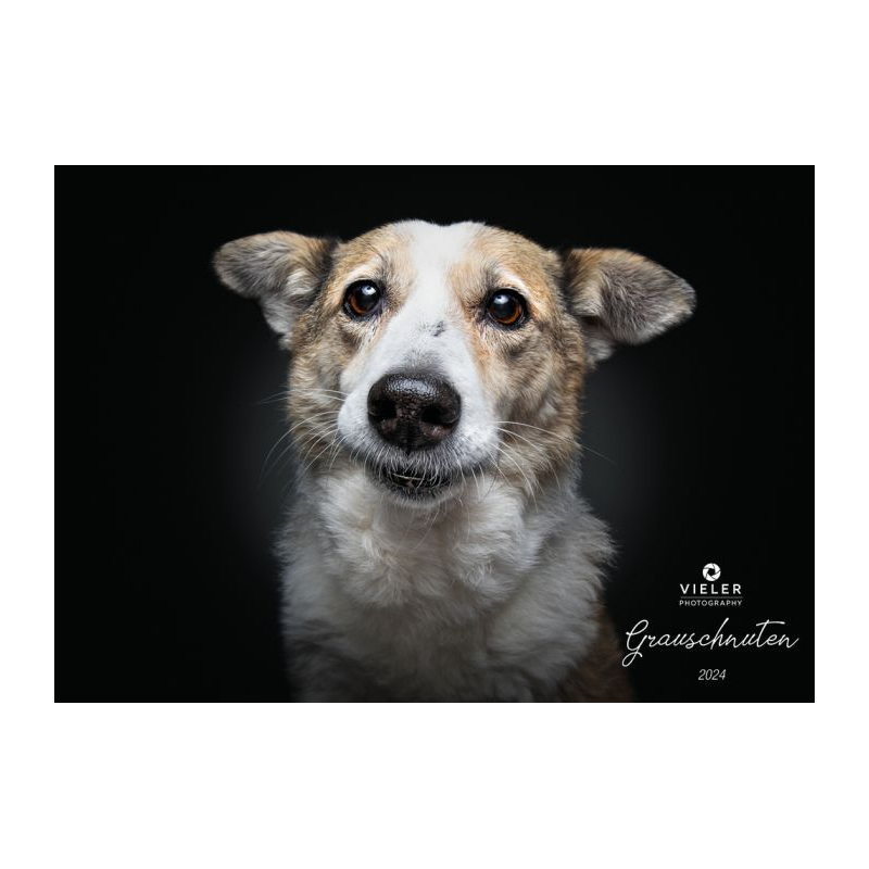 Wall calendar - Senior Dogs