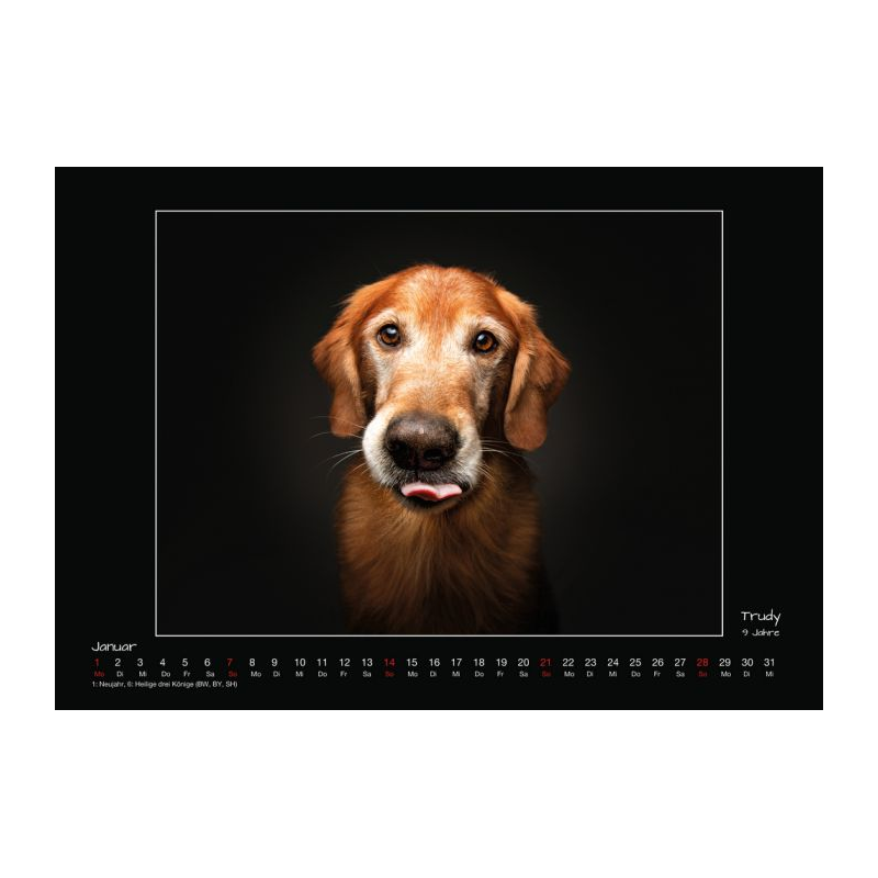 Wall calendar - Senior Dogs