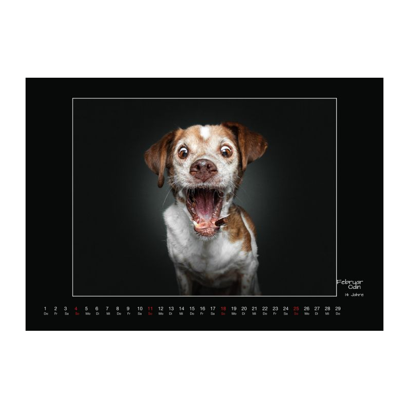 Wall calendar - Senior Dogs