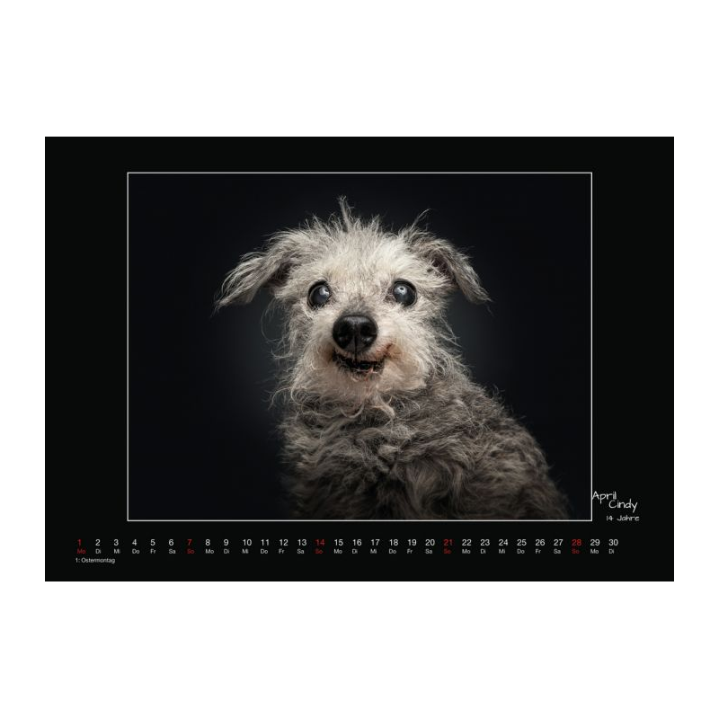 Wall calendar - Senior Dogs