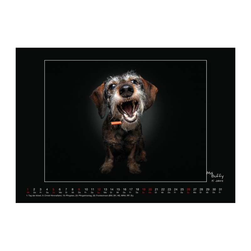 Wall calendar - Senior Dogs