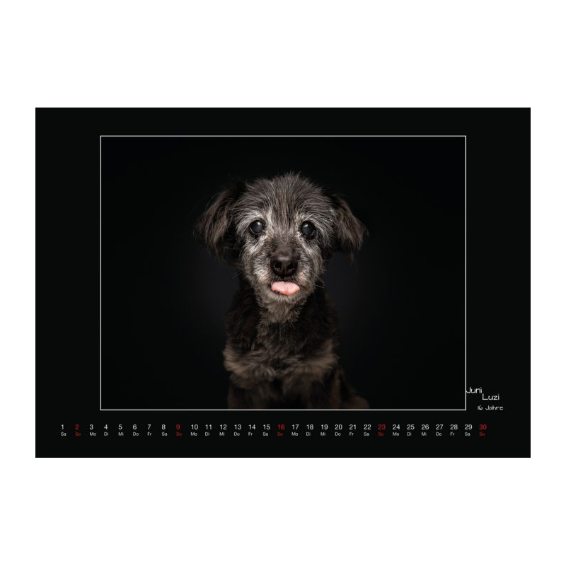 Wall calendar - Senior Dogs