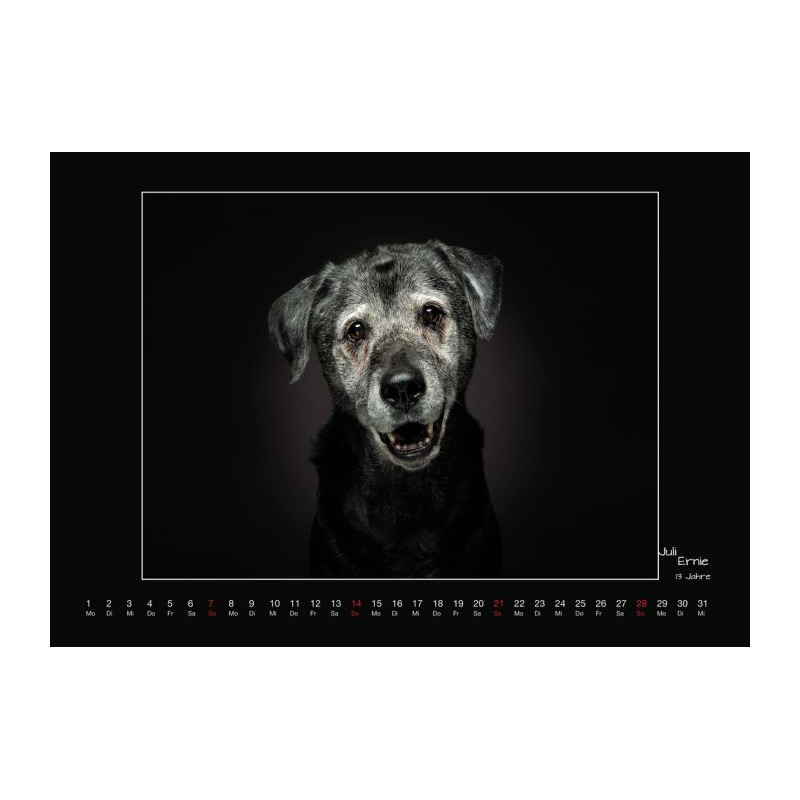 Wall calendar - Senior Dogs