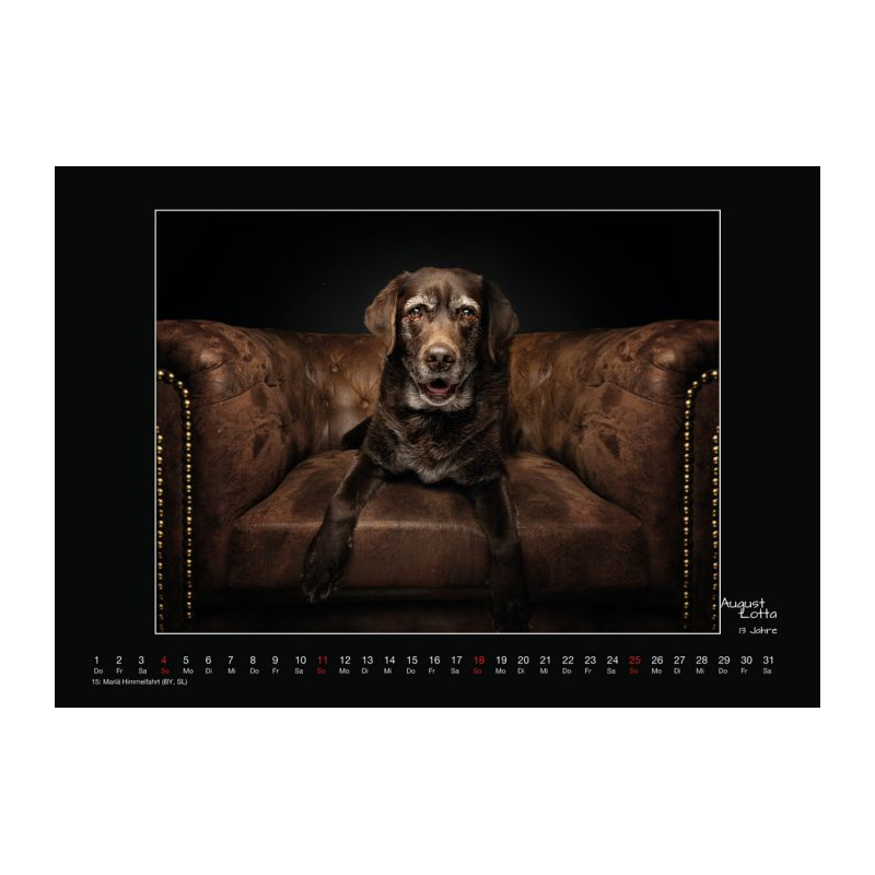 Wall calendar - Senior Dogs