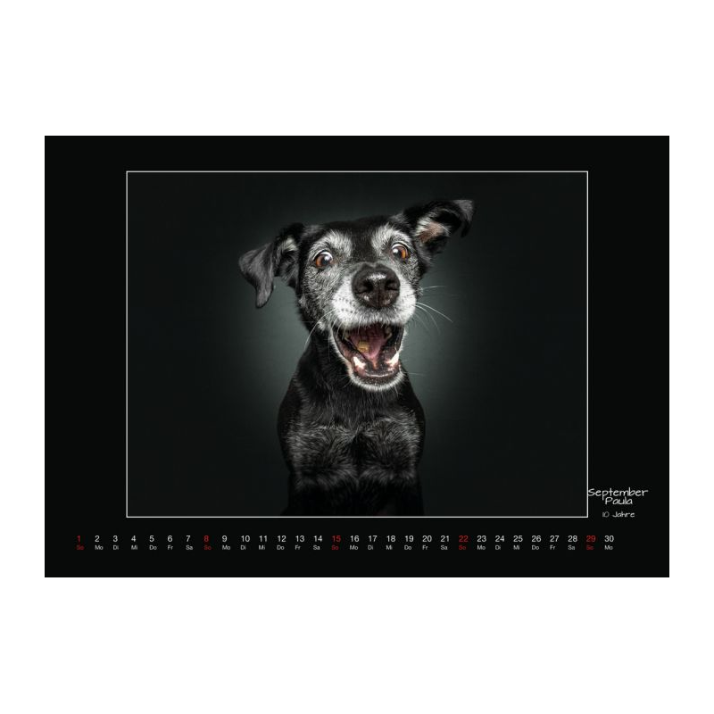 Wall calendar - Senior Dogs