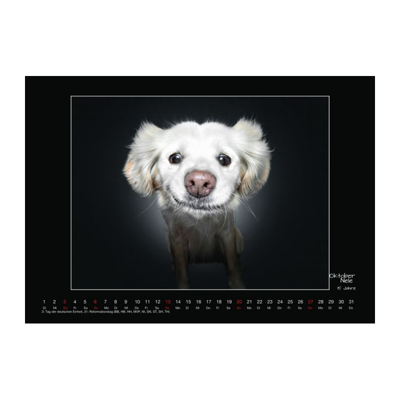 Wall calendar - Senior Dogs