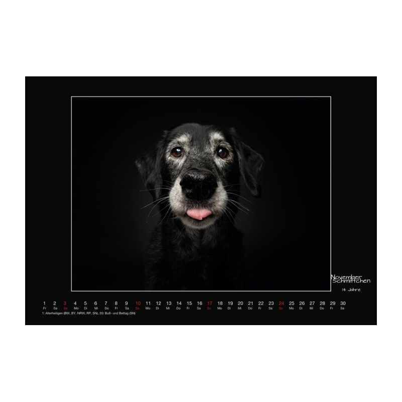 Wall calendar - Senior Dogs