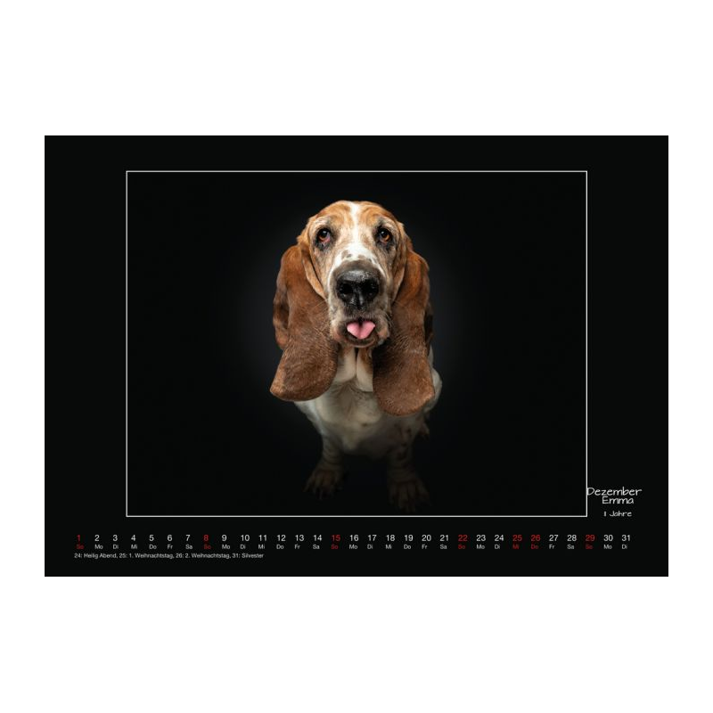 Wall calendar - Senior Dogs