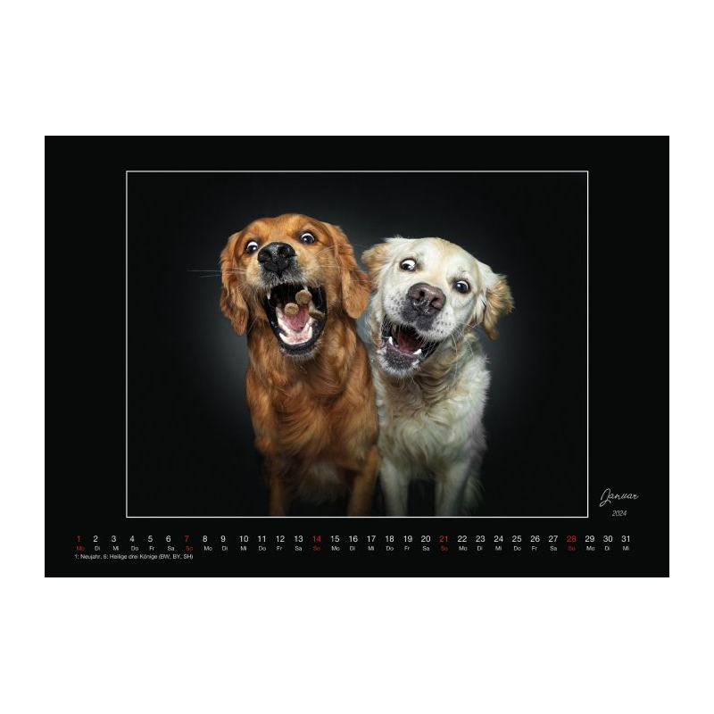 Wall Calendar - Dogs Catching Treats