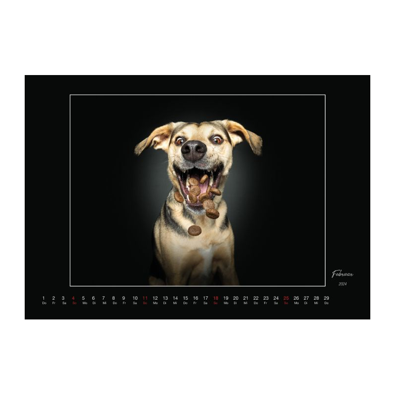 Wall Calendar - Dogs Catching Treats