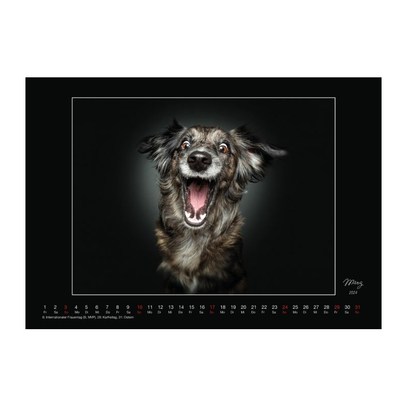 Wall Calendar - Dogs Catching Treats