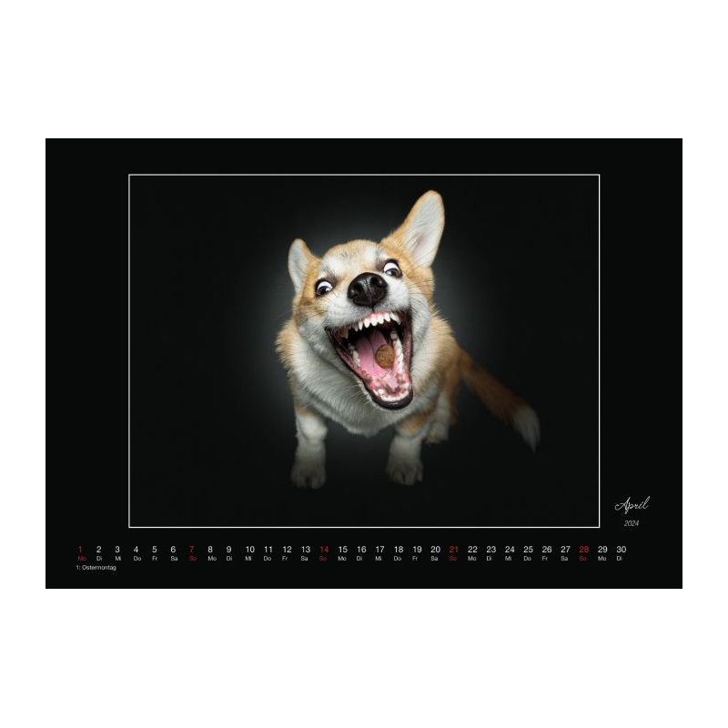 Wall Calendar - Dogs Catching Treats