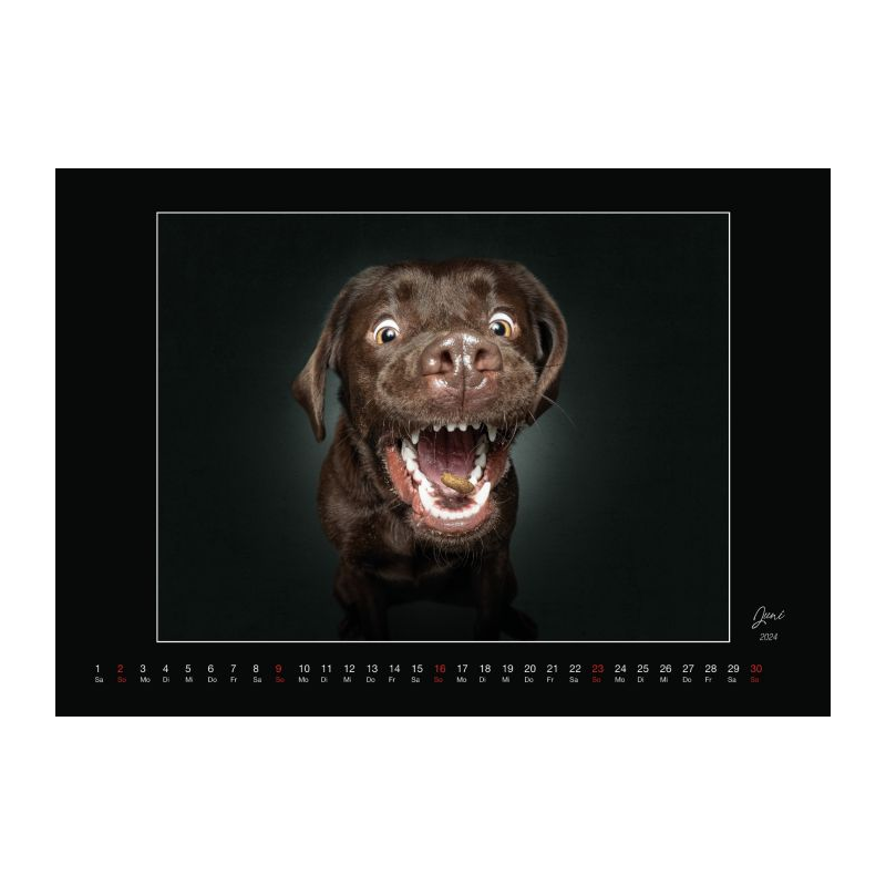 Wall Calendar - Dogs Catching Treats