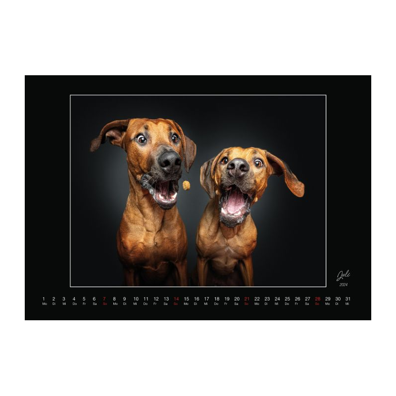 Wall Calendar - Dogs Catching Treats