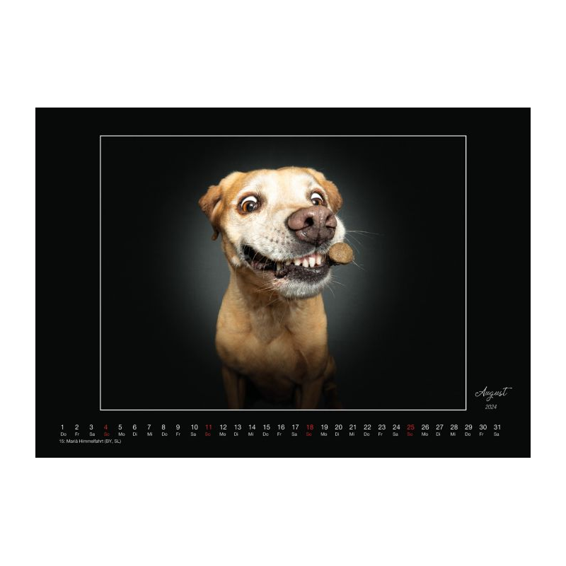 Wall Calendar - Dogs Catching Treats