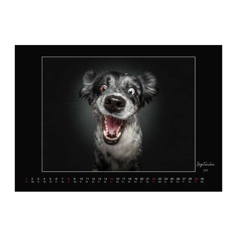 Wall Calendar - Dogs Catching Treats