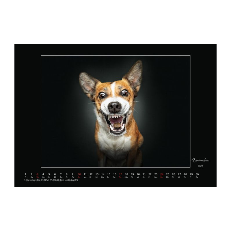 Wall Calendar - Dogs Catching Treats