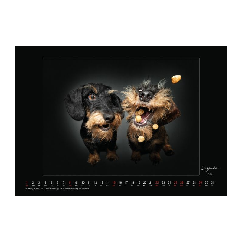 Wall Calendar - Dogs Catching Treats