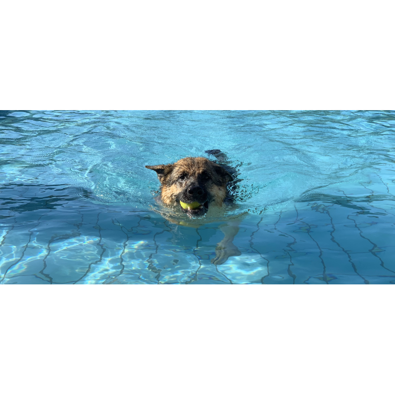 Séance piscine pour chien