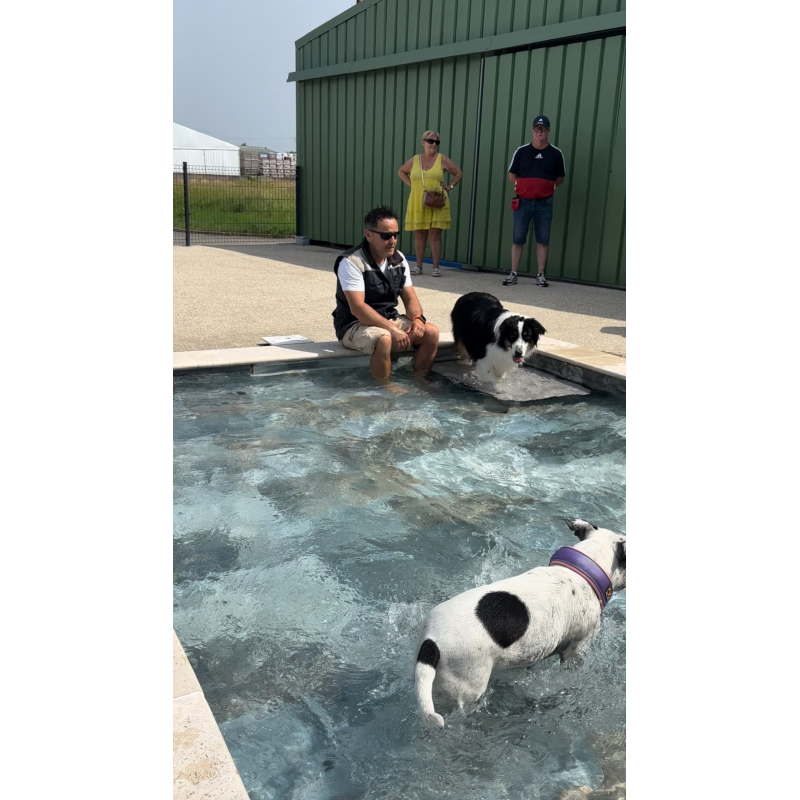 Séance piscine pour chien